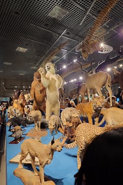 特別展「大哺乳類展３－わけてつなげて大行進」に投稿された画像（2024/6/11）