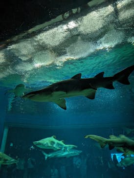 アクアワールド茨城県大洗水族館に投稿された画像（2024/6/11）