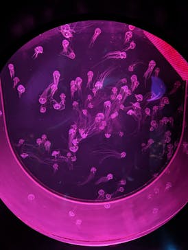 アクアワールド茨城県大洗水族館に投稿された画像（2024/6/11）