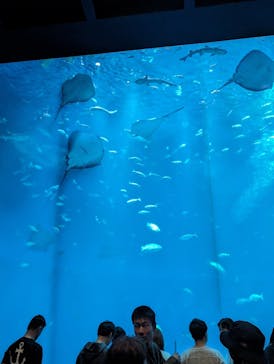 アクアワールド茨城県大洗水族館に投稿された画像（2024/6/11）