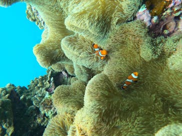 宮古島 ADVENTURE PiPi（ミヤコジマ アドベンチャー ピピ）に投稿された画像（2024/6/12）