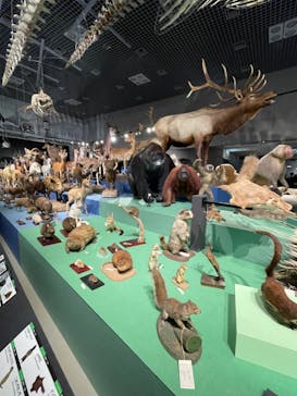 特別展「大哺乳類展３－わけてつなげて大行進」に投稿された画像（2024/6/12）