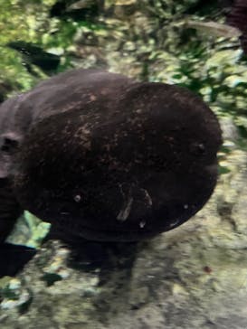 京都水族館に投稿された画像（2024/6/12）