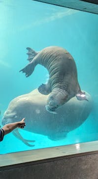 大分マリーンパレス水族館 「うみたまご」に投稿された画像（2024/6/8）