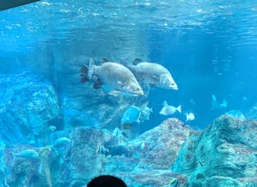 大分マリーンパレス水族館 「うみたまご」に投稿された画像（2024/6/8）
