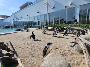 仙台うみの杜水族館に投稿された画像（2024/6/12）