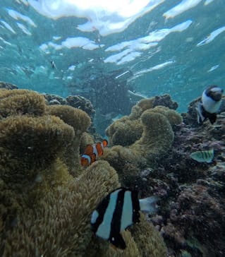 宮古島 ADVENTURE PiPi（ミヤコジマ アドベンチャー ピピ）に投稿された画像（2024/6/12）