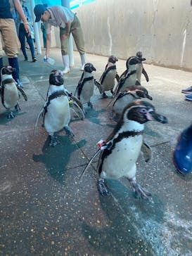 城崎マリンワールドに投稿された画像（2024/6/12）