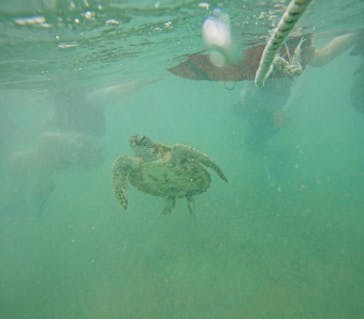 オースリーシュノーケル宮古島に投稿された画像（2024/6/12）