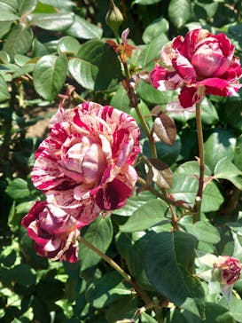 浜名湖花博2024に投稿された画像（2024/6/12）