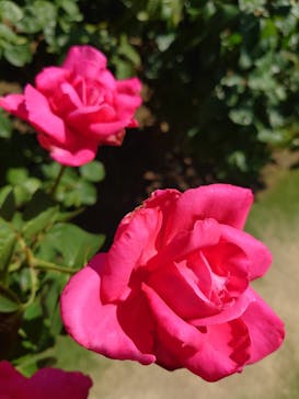 浜名湖花博2024に投稿された画像（2024/6/12）