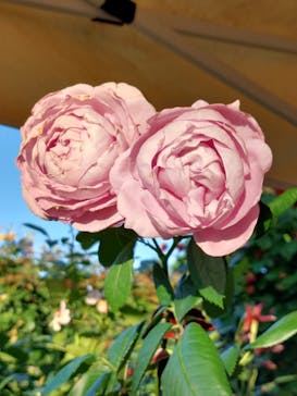 京成バラ園に投稿された画像（2024/6/12）