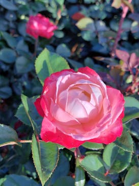 京成バラ園に投稿された画像（2024/6/12）