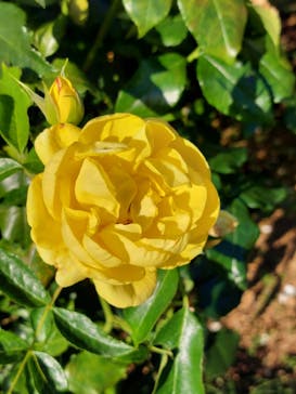 京成バラ園に投稿された画像（2024/6/12）