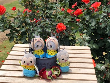 京成バラ園に投稿された画像（2024/6/12）