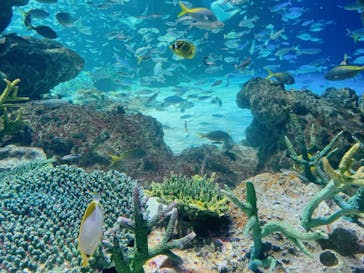 サンシャイン水族館に投稿された画像（2024/6/12）