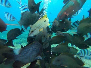 ダイビングショップ　ハイビスカスに投稿された画像（2024/6/13）