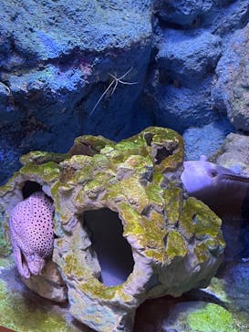 登別マリンパークニクスに投稿された画像（2024/6/13）