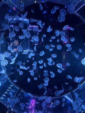 マクセル アクアパーク品川に投稿された画像（2024/6/13）