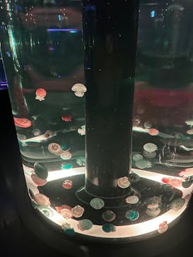 マクセル アクアパーク品川に投稿された画像（2024/6/13）