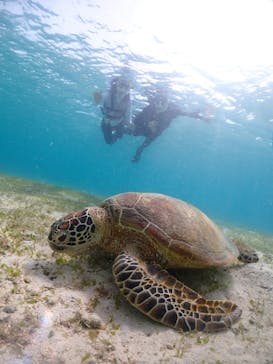 宮古島マリンショップSmileyに投稿された画像（2024/6/13）