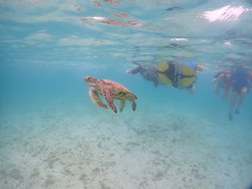初心者専門宮古島シュノーケリングツアーに投稿された画像（2024/6/13）