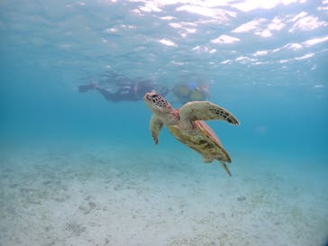 初心者専門宮古島シュノーケリングツアーに投稿された画像（2024/6/13）