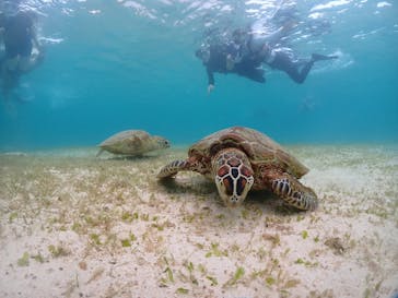 宮古島マリンショップSmileyに投稿された画像（2024/6/13）
