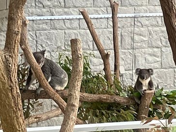 淡路ファームパーク イングランドの丘に投稿された画像（2024/6/13）