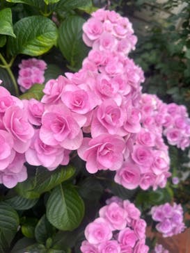 横浜イングリッシュガーデンに投稿された画像（2024/6/13）