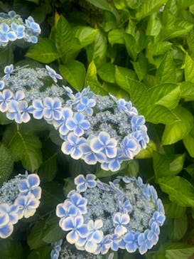 横浜イングリッシュガーデンに投稿された画像（2024/6/13）