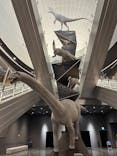 福井県立恐竜博物館に投稿された画像（2024/6/13）