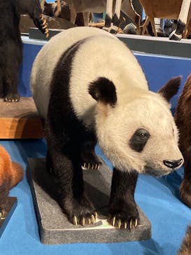 特別展「大哺乳類展３－わけてつなげて大行進」に投稿された画像（2024/6/13）