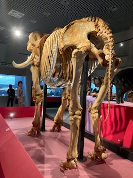 特別展「大哺乳類展３－わけてつなげて大行進」に投稿された画像（2024/6/13）
