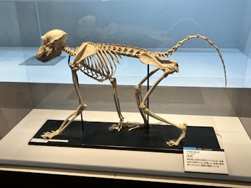 特別展「大哺乳類展３－わけてつなげて大行進」に投稿された画像（2024/6/13）