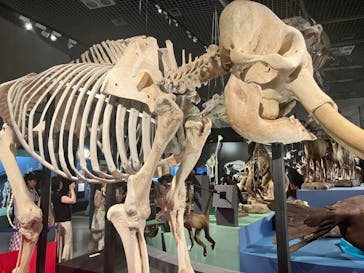 特別展「大哺乳類展３－わけてつなげて大行進」に投稿された画像（2024/6/13）