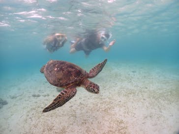 宮古島マリンショップSmileyに投稿された画像（2024/6/13）