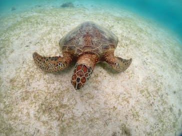 宮古島マリンショップSmileyに投稿された画像（2024/6/13）