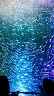 名古屋港水族館に投稿された画像（2024/6/13）