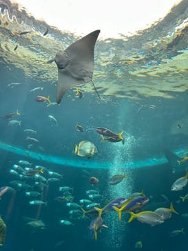 鴨川シーワールドに投稿された画像（2024/6/13）