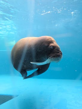 鴨川シーワールドに投稿された画像（2024/6/13）