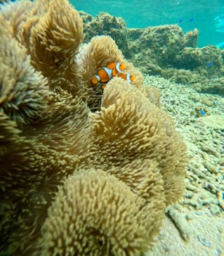 西表島 ADVENTURE PiPi（アドベンチャーピピ）に投稿された画像（2024/6/13）