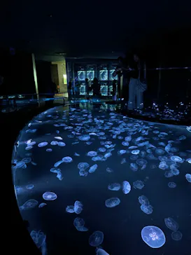 すみだ水族館に投稿された画像（2024/6/13）