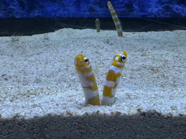 すみだ水族館に投稿された画像（2024/6/13）