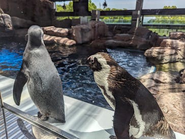 京都水族館に投稿された画像（2024/6/13）