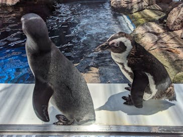 京都水族館に投稿された画像（2024/6/13）