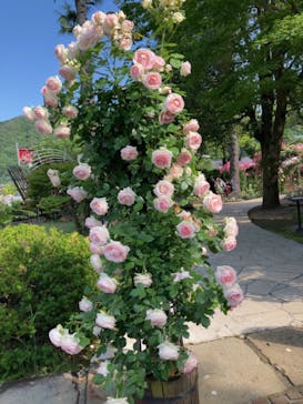 河口湖 音楽と森の美術館に投稿された画像（2024/6/13）