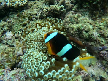 武藤潜水に投稿された画像（2024/6/13）