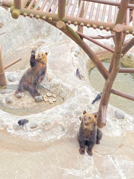 のぼりべつクマ牧場に投稿された画像（2024/6/14）