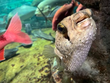 鴨川シーワールドに投稿された画像（2024/6/14）